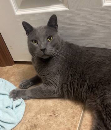 Butter, adopted