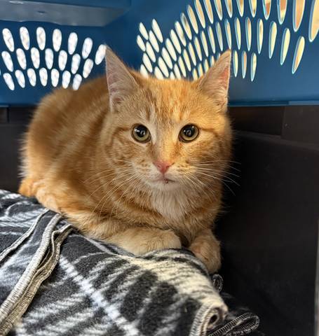 Jerry, adopted
