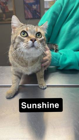 Sunshine, adopted
