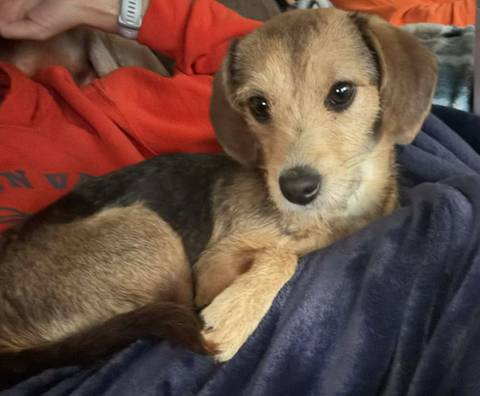 Pippa, adopted