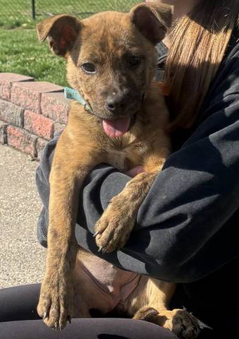 Piper, adopted