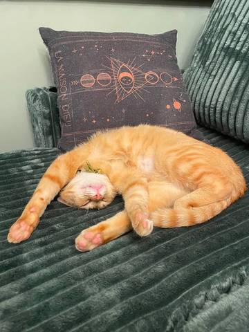 Kevin, adopted