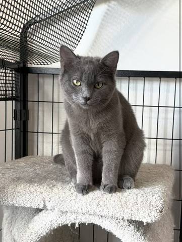Gizmo, adopted