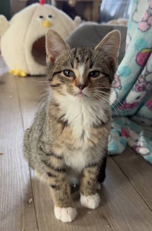 Taz, adopted