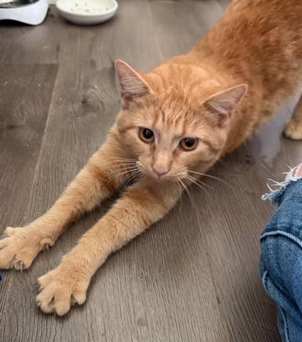 Reba, adopted