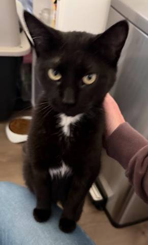 Bellatrix, adopted