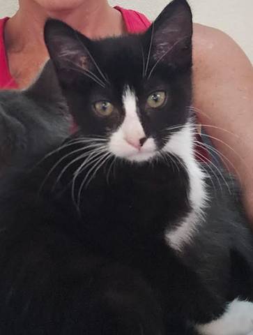 Monica, adopted