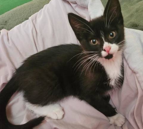 Rachel, adopted