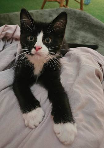 Ross, adopted