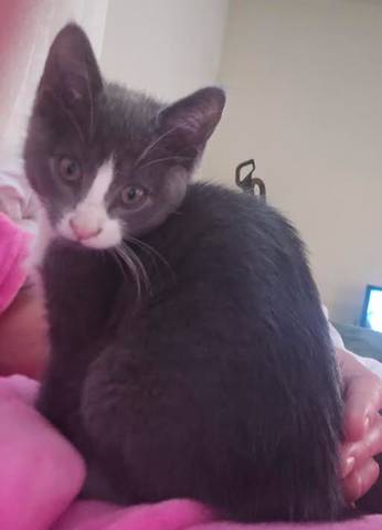 Chandler, adopted