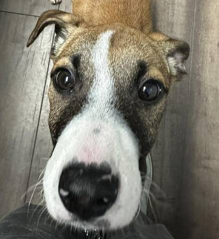 Claudia, adopted
