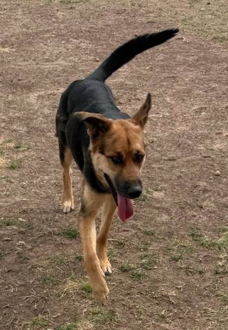 Fawn, adopted