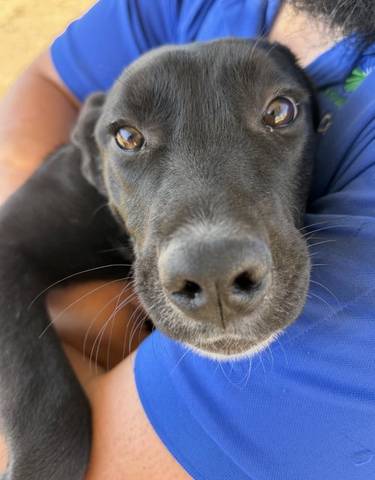 Karly, adopted