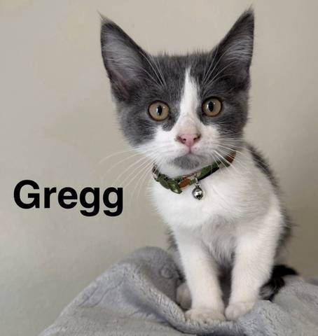 Gregg, adopted