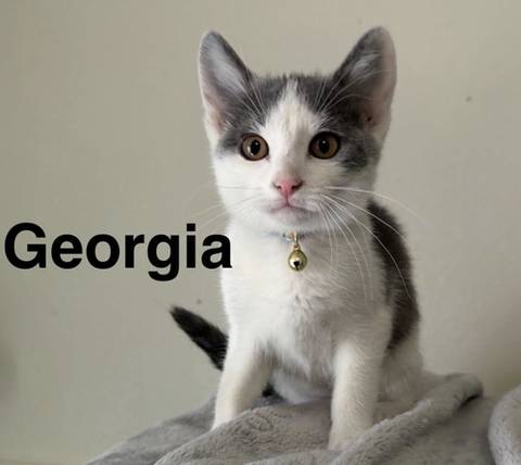 Georgia, adopted