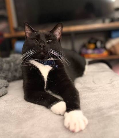 Zoie, adopted