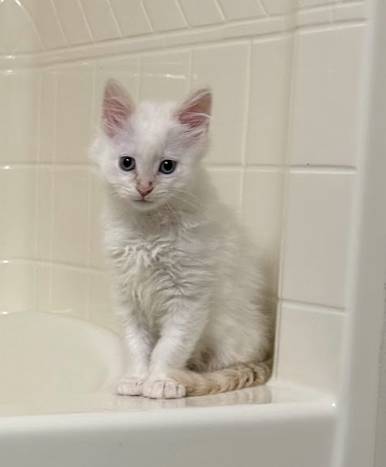 Simon, adopted