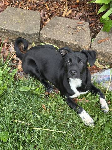 Susy, adopted