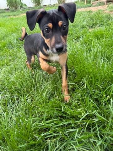 Esther, adopted