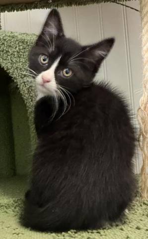 Harrison, adopted