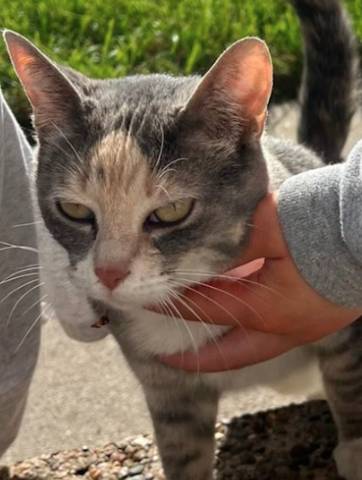 Elizabeth Taylor, adopted