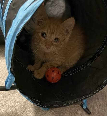 Ronald Meowsley, adopted