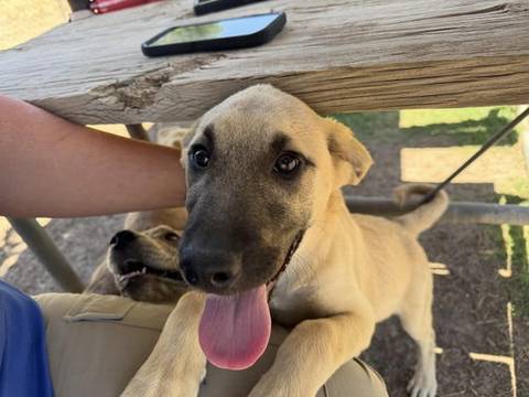 Evelyn, adopted