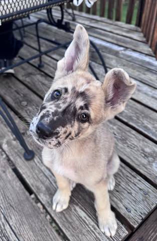 Sevro, adopted