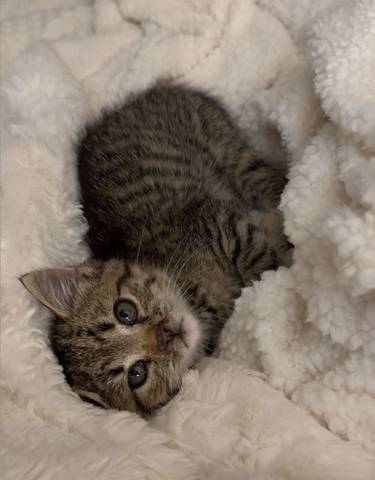 Jumanji, adopted