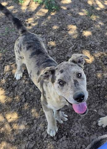 Atlas, adopted